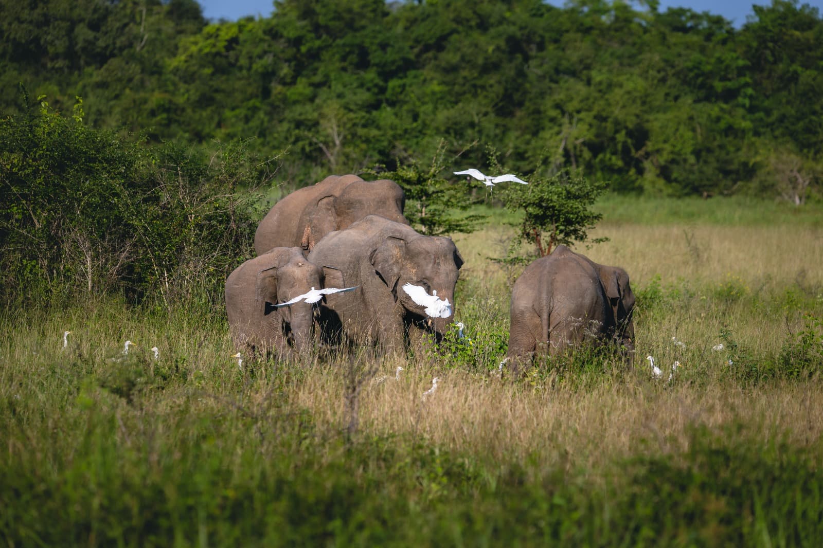Wasgamuwa Safari Background