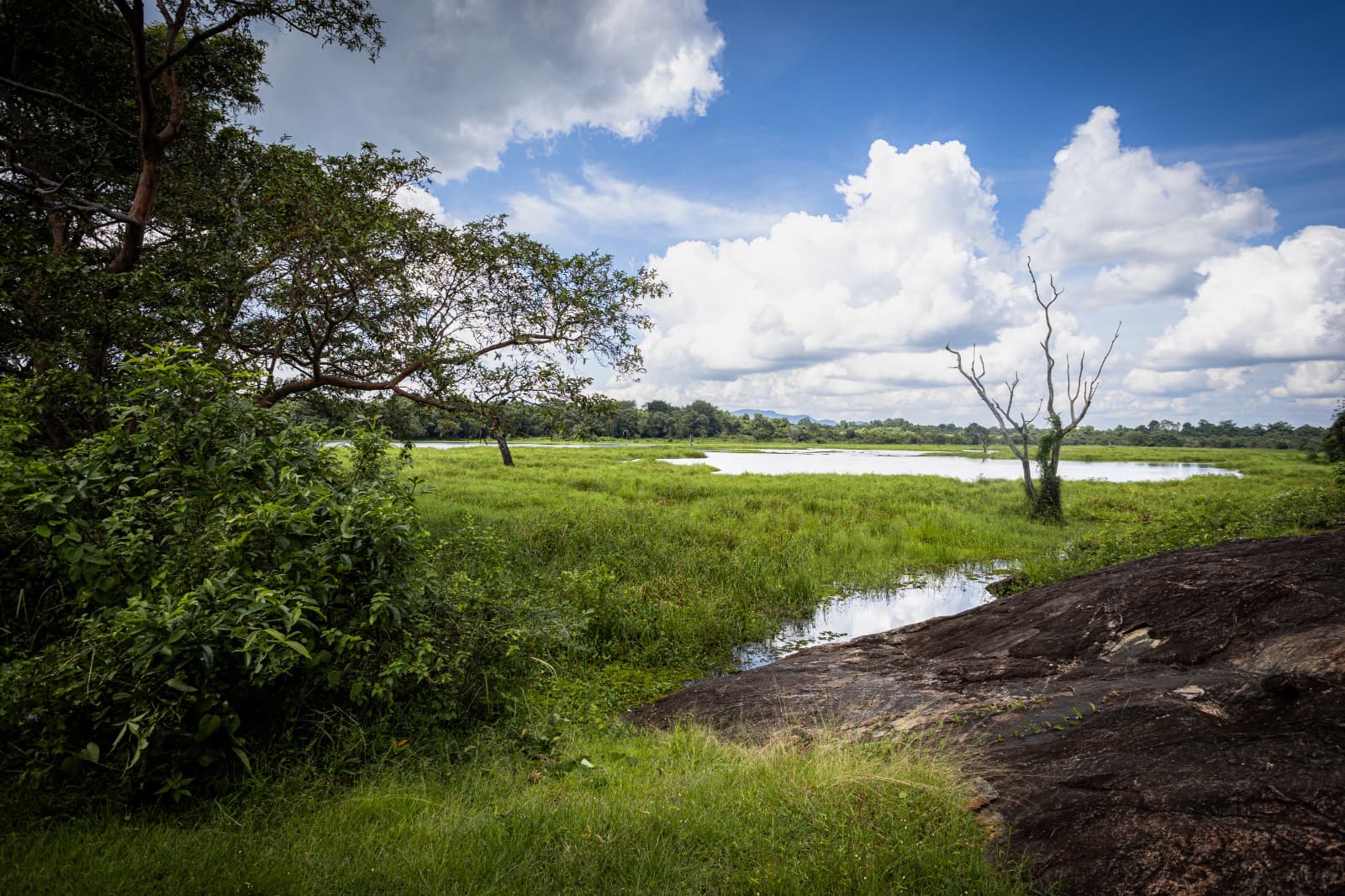Wellness and camping in Wasgamuwa National Park