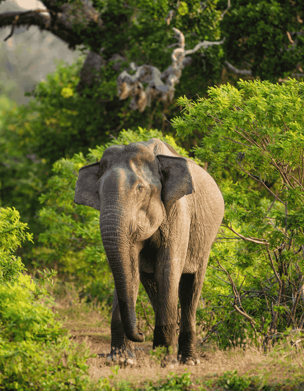 Wasgamuwa National Park