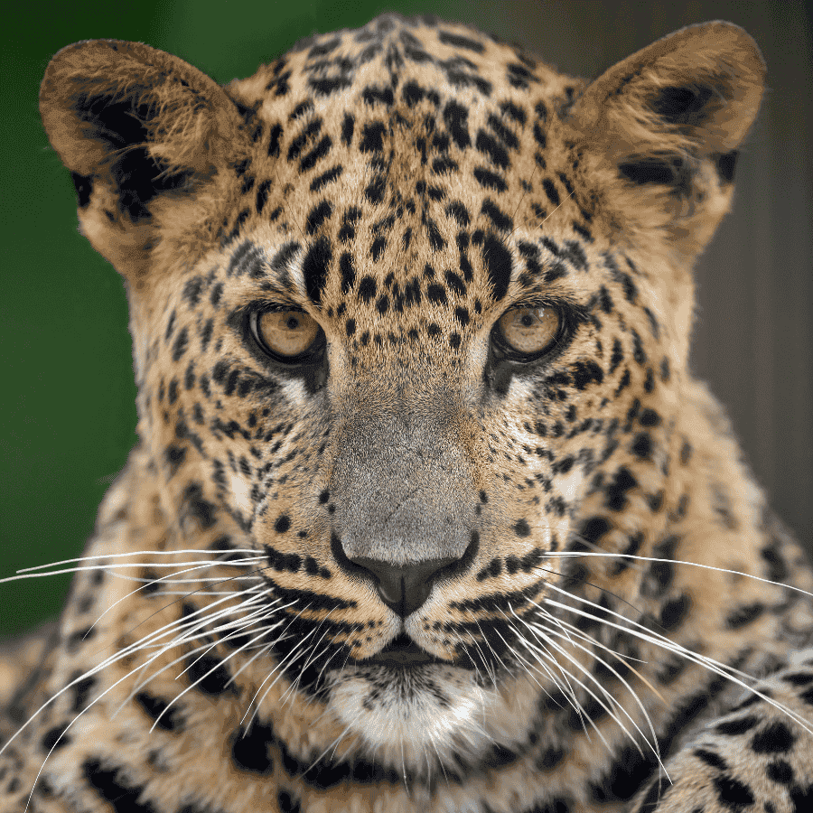 Sri Lankan Leopard Wasgamuwa