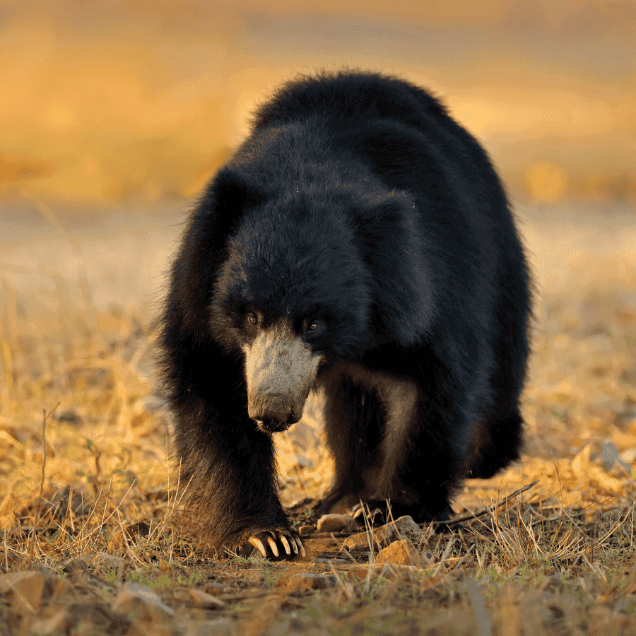 Sloth Bear in Sri Lanka