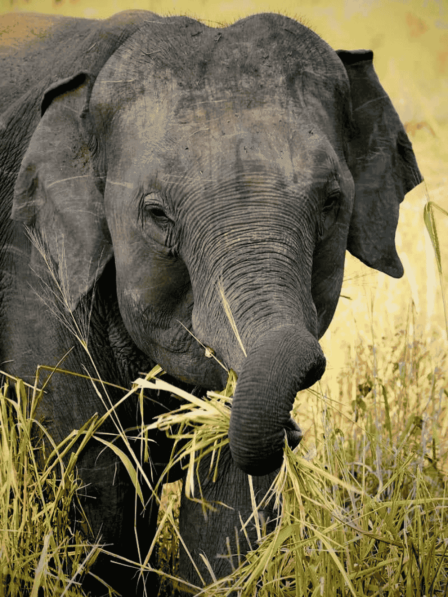 Wasgamuwa Safari Custom Tours