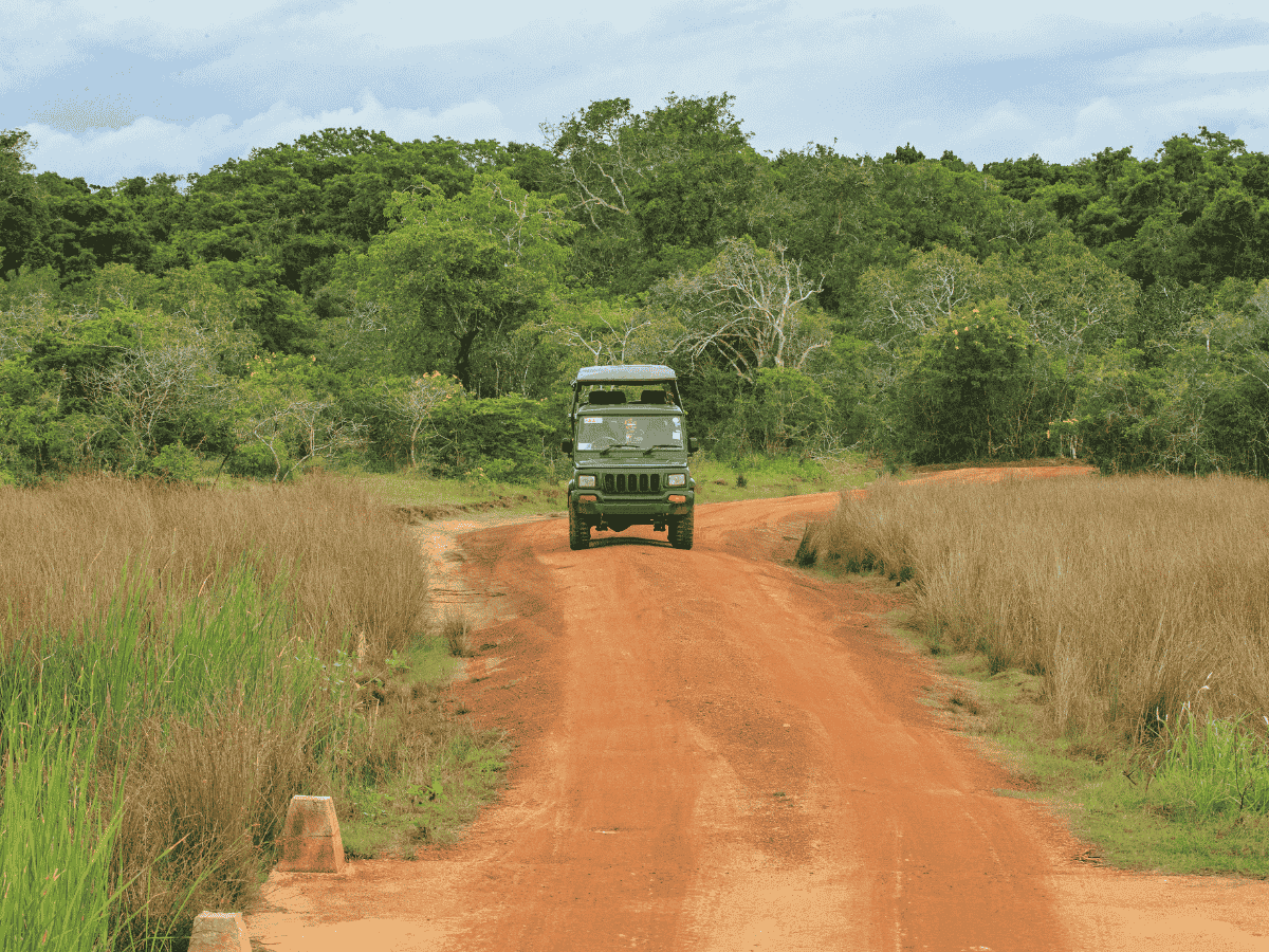 Safari jeep tour