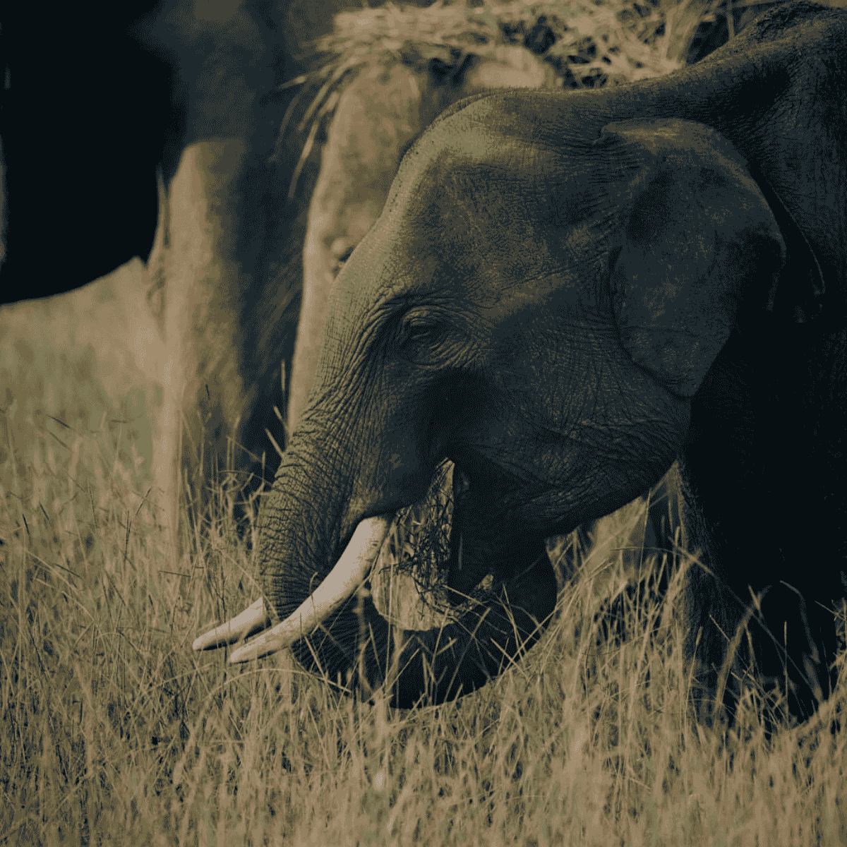 Best Time to Visit Wasgamuwa