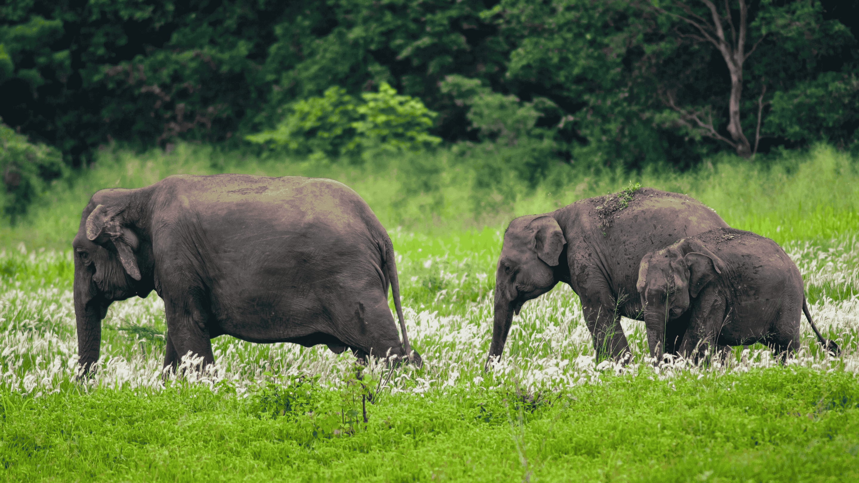 Wasgamuwa Safari Sunset with Wildlife