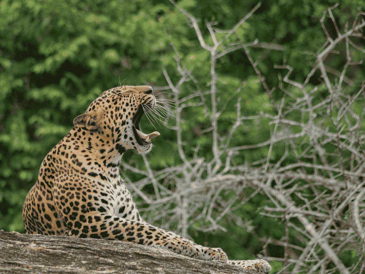 Wildlife Photography Sri Lanka