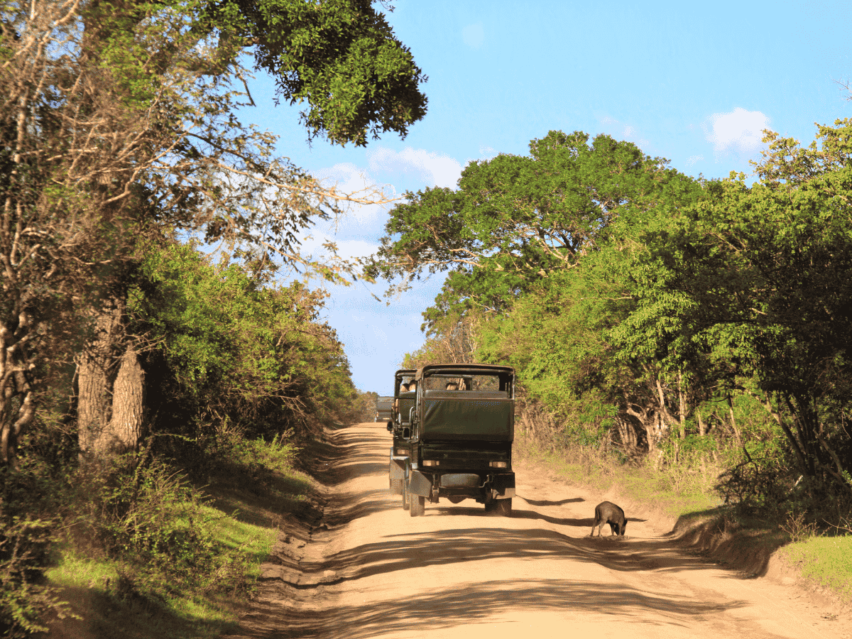 Full Day Safari Wasgamuwa