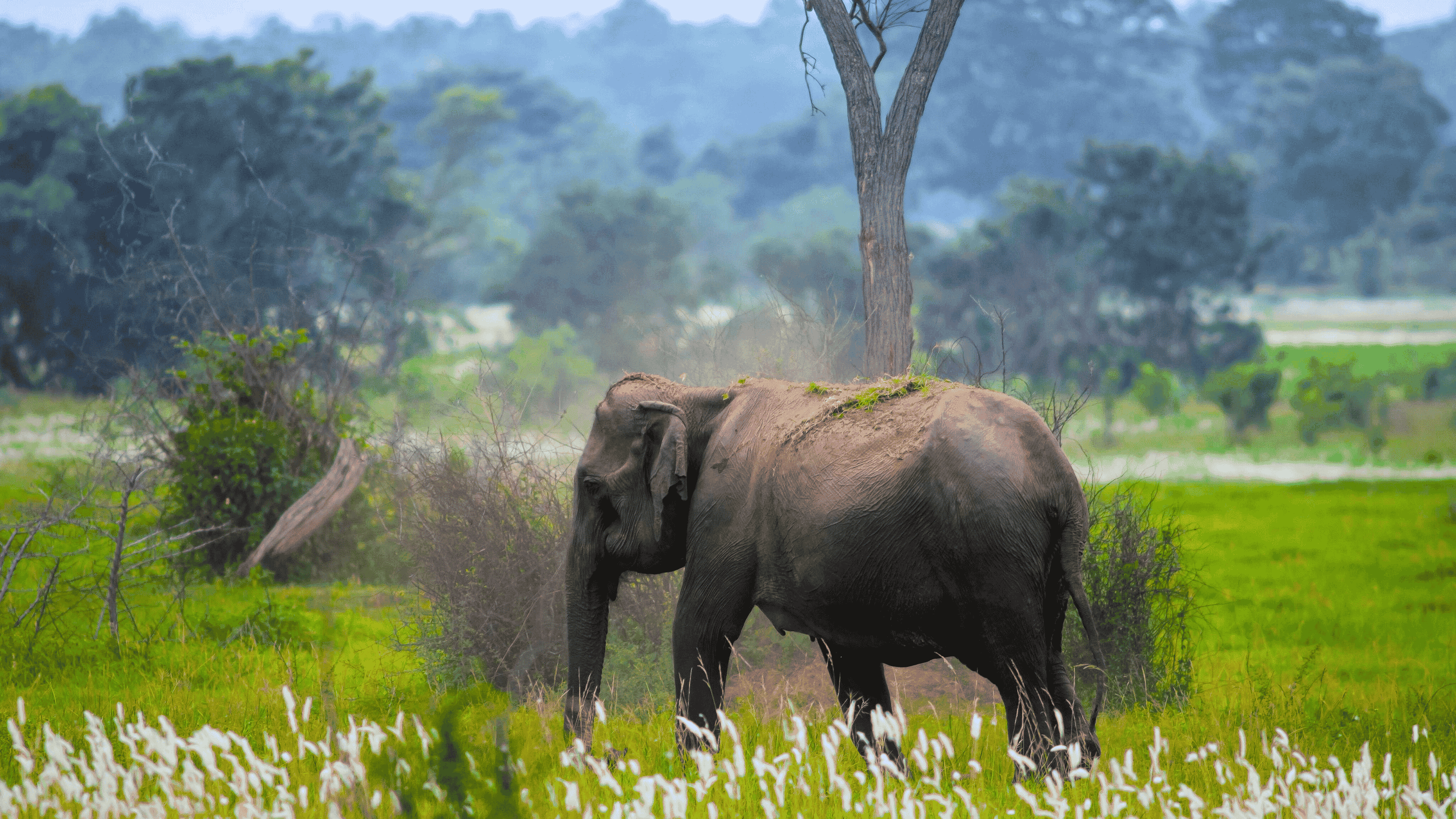 Wasgamuwa Safari Background